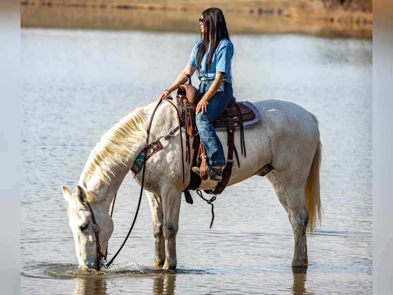 Weitere Warmblüter Wallach 11 Jahre 168 cm Schimmel in Carlisle KY