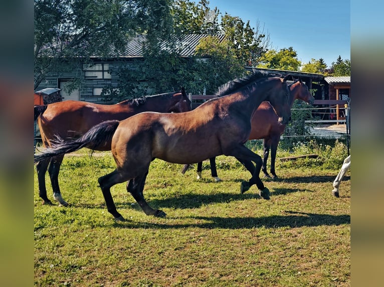 Weitere Warmblüter Wallach 11 Jahre 169 cm Dunkelbrauner in Eisenstadt