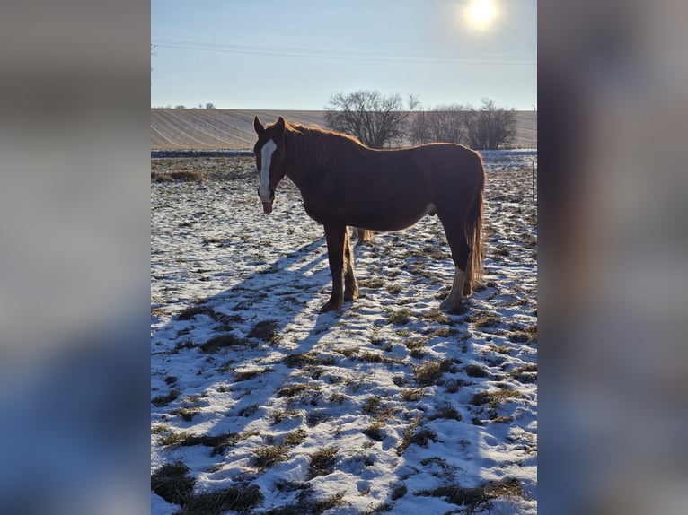 Weitere Warmblüter Wallach 11 Jahre 170 cm Fuchs in Bad Sulza