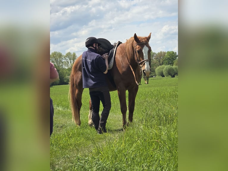 Weitere Warmblüter Wallach 11 Jahre 170 cm Fuchs in Bad Sulza