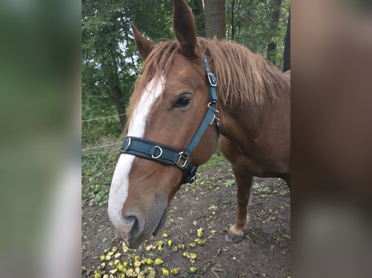 Weitere Warmblüter Wallach 11 Jahre 170 cm Fuchs in Bad Sulza