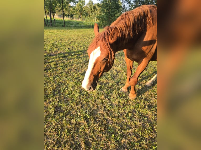 Weitere Warmblüter Wallach 11 Jahre 170 cm Fuchs in Bad Sulza