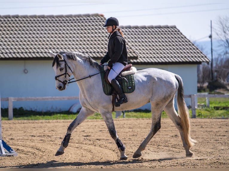 Weitere Warmblüter Wallach 11 Jahre 172 cm Schimmel in Minderhout (Hoogstraten)