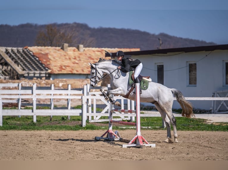 Weitere Warmblüter Wallach 11 Jahre 172 cm Schimmel in Minderhout (Hoogstraten)