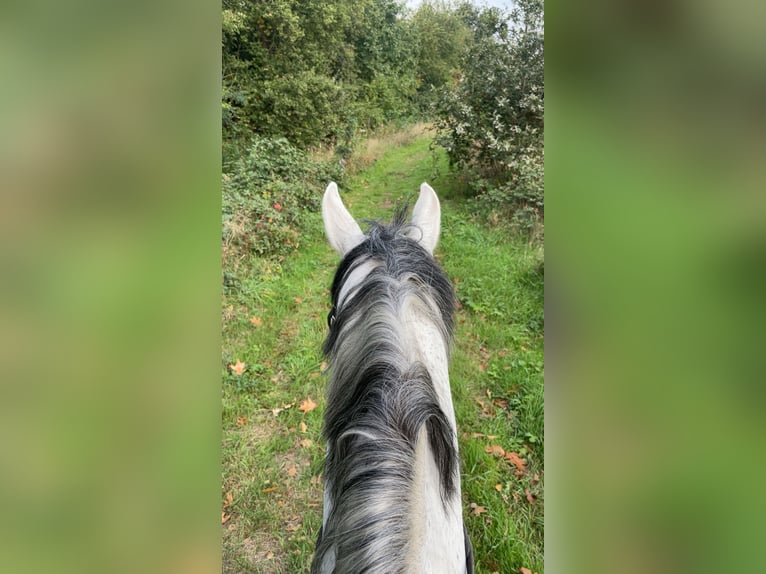 Weitere Warmblüter Wallach 11 Jahre 172 cm Schimmel in Minderhout (Hoogstraten) Weitere Warmblüter Wallach 11 Jahre 172 cm Schimmel in Minderhout (Hoogstraten)