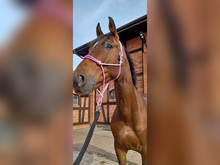 Weitere Warmblüter Wallach 11 Jahre 175 cm Rotbrauner in Gdynia Weitere Warmblüter Wallach 11 Jahre 175 cm Rotbrauner in Gdynia