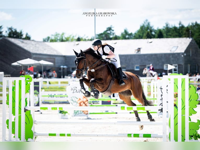 Weitere Warmblüter Wallach 11 Jahre 175 cm Rotbrauner in Gdynia Weitere Warmblüter Wallach 11 Jahre 175 cm Rotbrauner in Gdynia