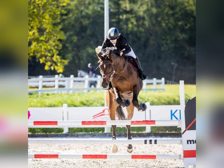 Weitere Warmblüter Wallach 11 Jahre 175 cm Rotbrauner in Gdynia Weitere Warmblüter Wallach 11 Jahre 175 cm Rotbrauner in Gdynia
