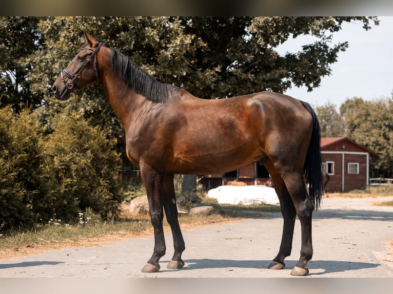 Weitere Warmblüter Wallach 11 Jahre 183 cm Dunkelbrauner in Kaleń-Towarzystwo