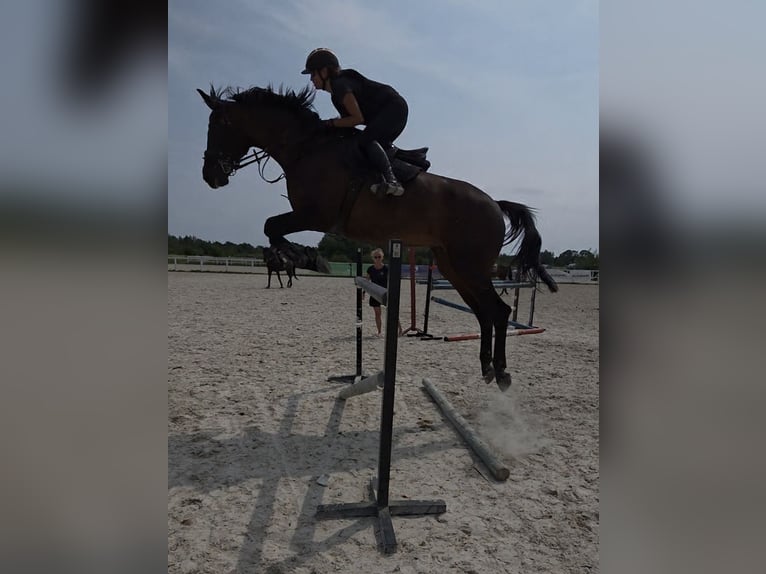 Weitere Warmblüter Wallach 11 Jahre 183 cm Dunkelbrauner in Kaleń-Towarzystwo