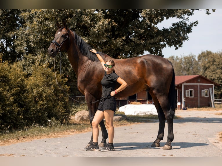 Weitere Warmblüter Wallach 11 Jahre 184 cm Dunkelbrauner in Kaleń-Towarzystwo