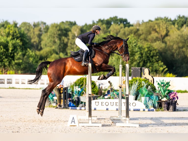 Weitere Warmblüter Wallach 11 Jahre 184 cm Dunkelbrauner in Kaleń-Towarzystwo