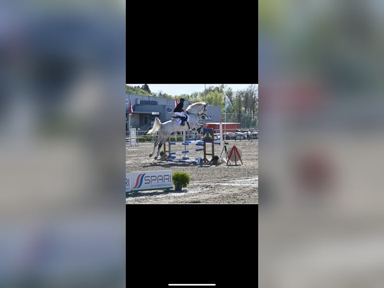 Weitere Warmblüter Wallach 11 Jahre 184 cm Schimmel in Kalsdorf Bei Graz