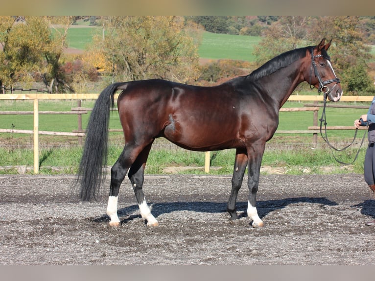 Weitere Warmblüter Wallach 11 Jahre Brauner in Wartenberg