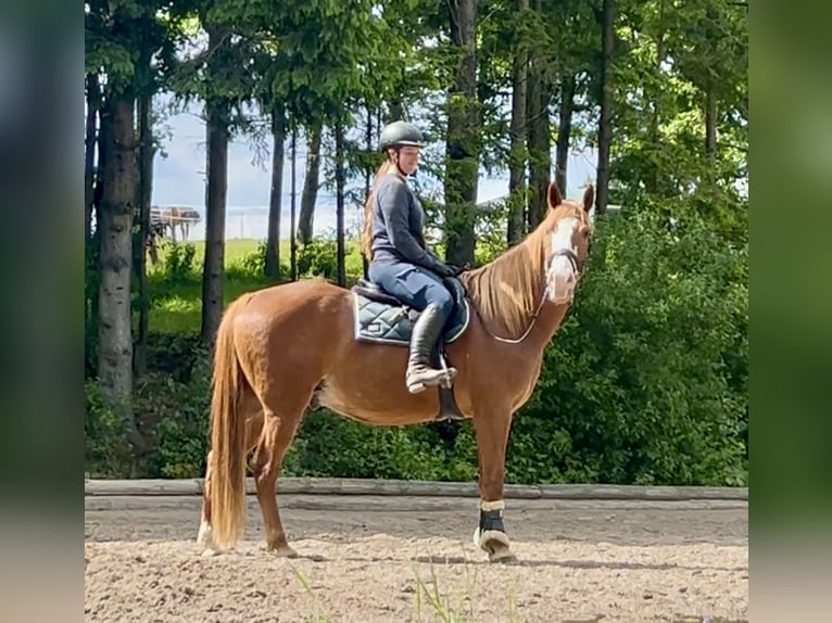 Weitere Warmblüter Wallach 11 Jahre Fuchs in Pelmberg