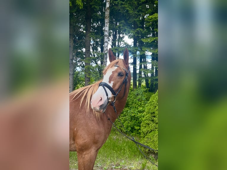 Weitere Warmblüter Wallach 11 Jahre Fuchs in Pelmberg