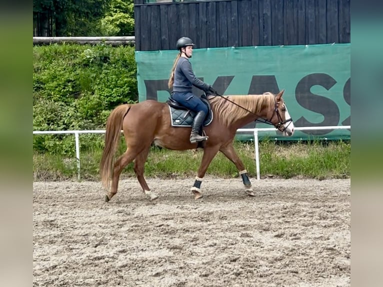 Weitere Warmblüter Wallach 11 Jahre Fuchs in Pelmberg