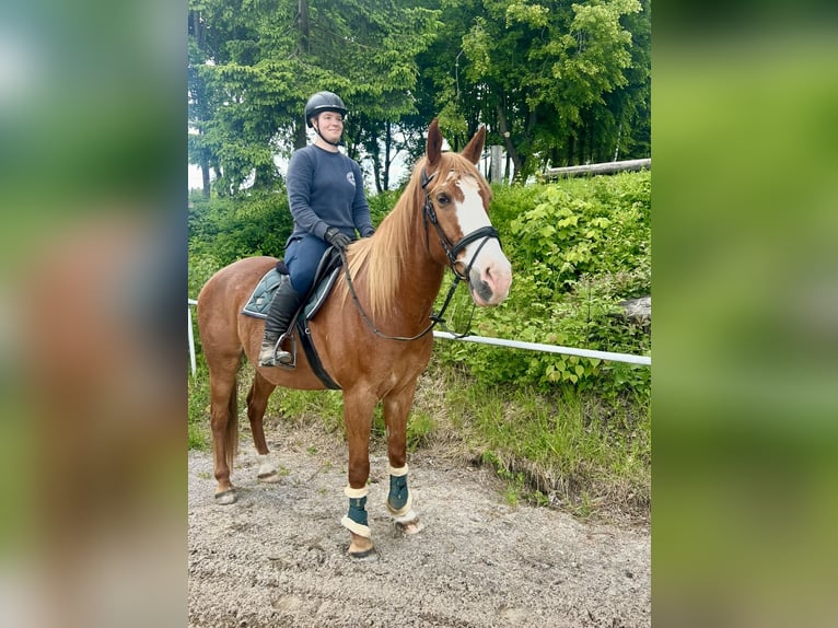 Weitere Warmblüter Wallach 11 Jahre Fuchs in Pelmberg