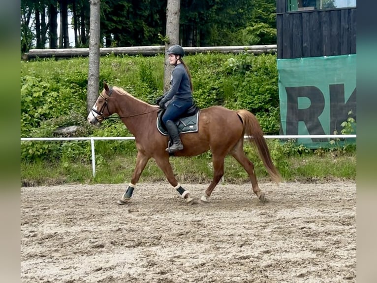 Weitere Warmblüter Wallach 11 Jahre Fuchs in Pelmberg