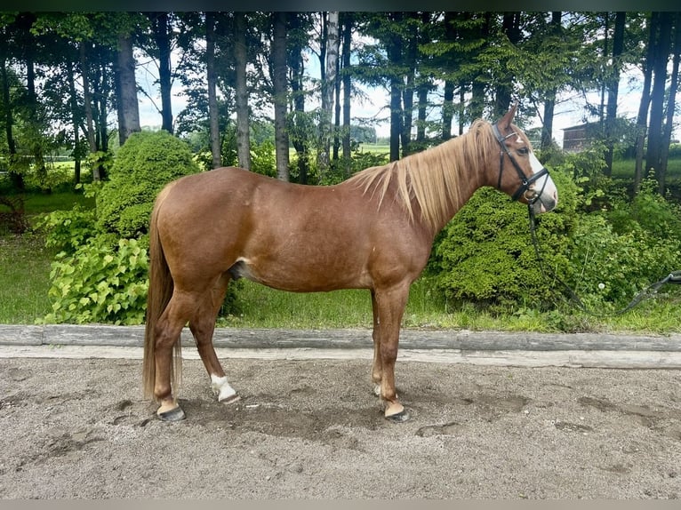 Weitere Warmblüter Wallach 11 Jahre Fuchs in Pelmberg