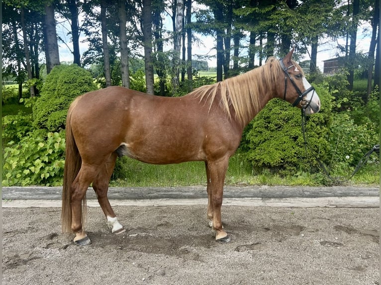 Weitere Warmblüter Wallach 11 Jahre Fuchs in Pelmberg