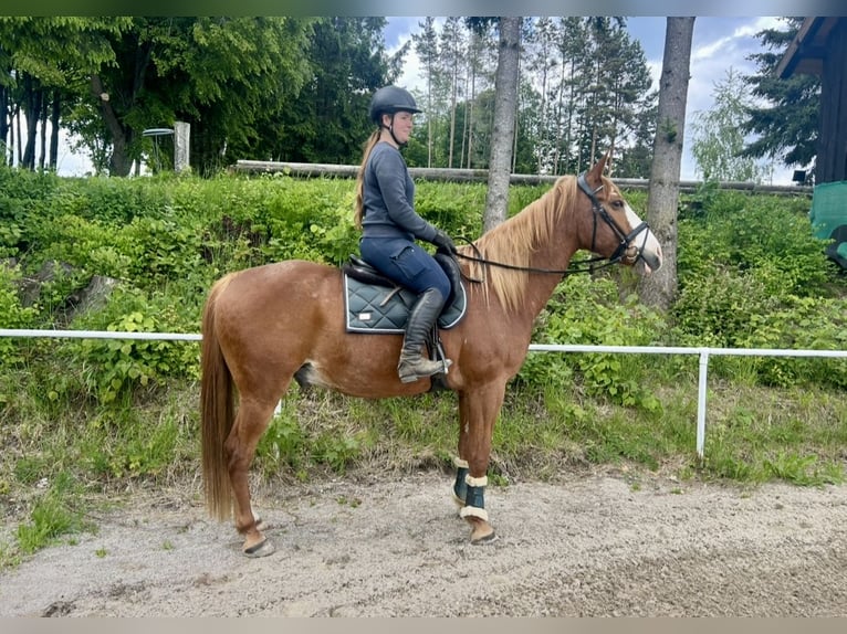 Weitere Warmblüter Wallach 11 Jahre Fuchs in Pelmberg