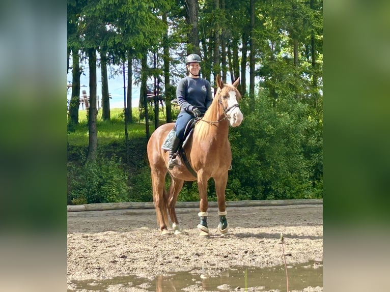 Weitere Warmblüter Wallach 11 Jahre Fuchs in Pelmberg