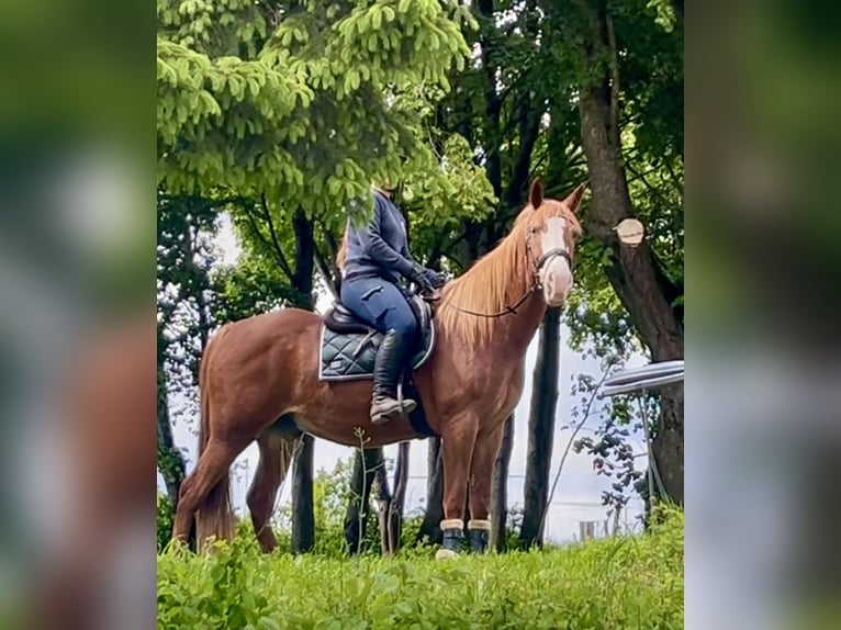 Weitere Warmblüter Wallach 11 Jahre Fuchs in Pelmberg