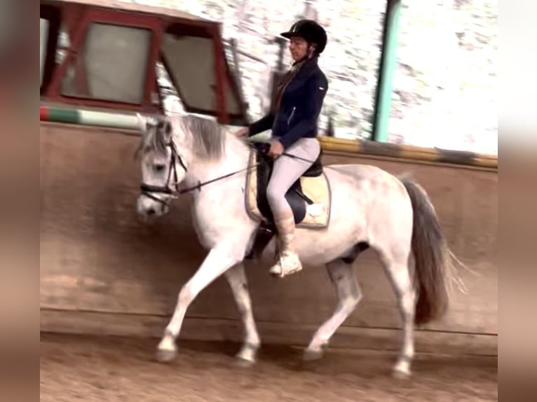 Weitere Warmblüter Wallach 12 Jahre 150 cm Apfelschimmel in Wien, Leopoldstadt Weitere Warmblüter Wallach 12 Jahre 150 cm Apfelschimmel in Wien, Leopoldstadt