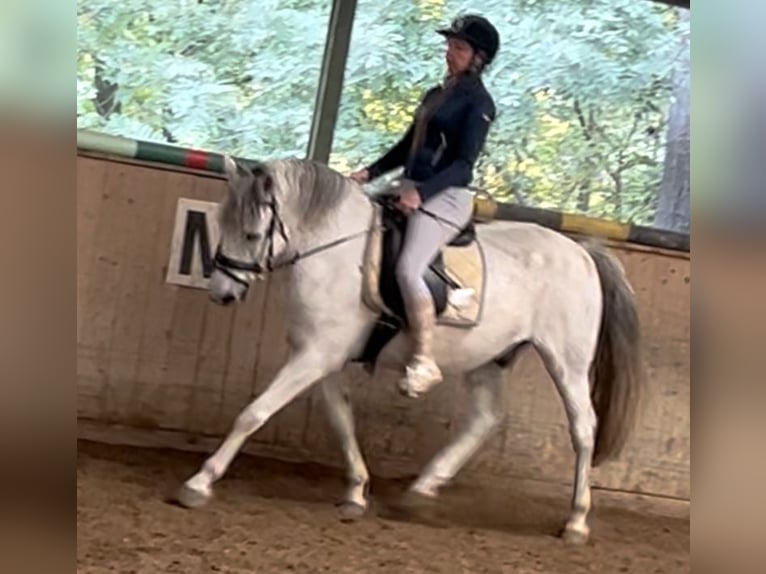 Weitere Warmblüter Wallach 12 Jahre 150 cm Apfelschimmel in Wien, Leopoldstadt Weitere Warmblüter Wallach 12 Jahre 150 cm Apfelschimmel in Wien, Leopoldstadt