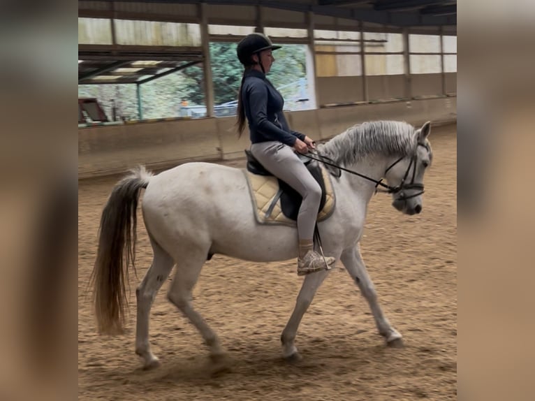 Weitere Warmblüter Wallach 12 Jahre 150 cm Apfelschimmel in Wien, Leopoldstadt Weitere Warmblüter Wallach 12 Jahre 150 cm Apfelschimmel in Wien, Leopoldstadt