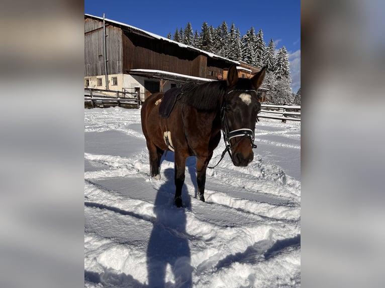 Weitere Warmblüter Mix Wallach 12 Jahre 155 cm Brauner in Kemetberg