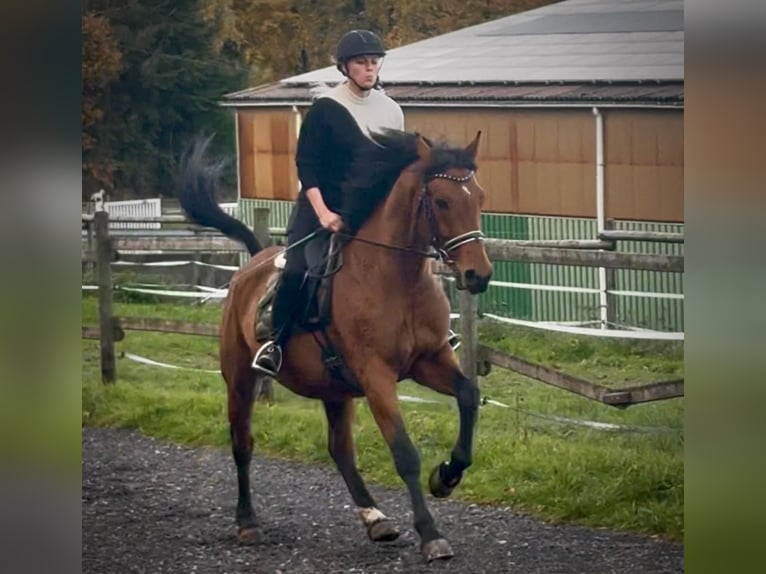Weitere Warmblüter Wallach 12 Jahre 155 cm Brauner in Neustadt (Wied)