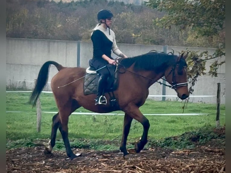 Weitere Warmblüter Wallach 12 Jahre 155 cm Brauner in Neustadt (Wied)