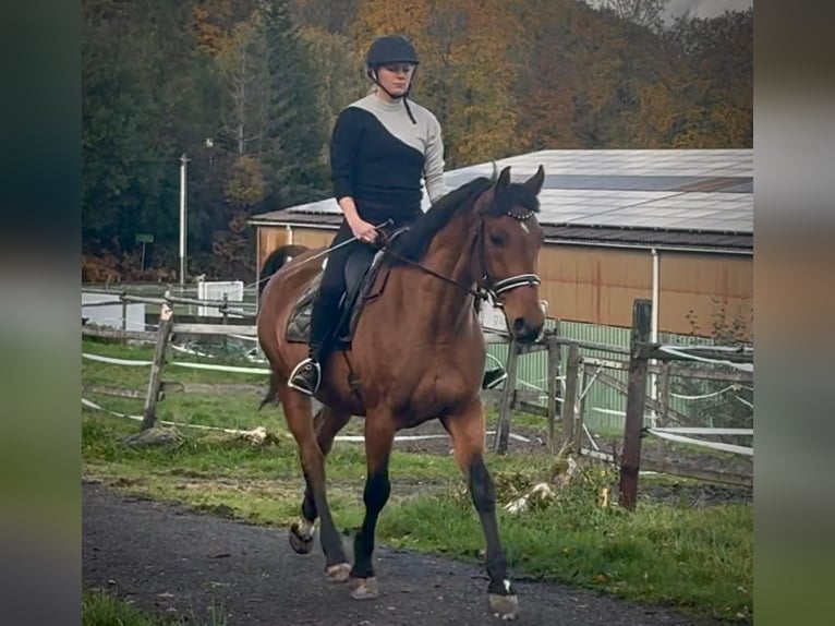 Weitere Warmblüter Wallach 12 Jahre 155 cm Brauner in Neustadt (Wied)