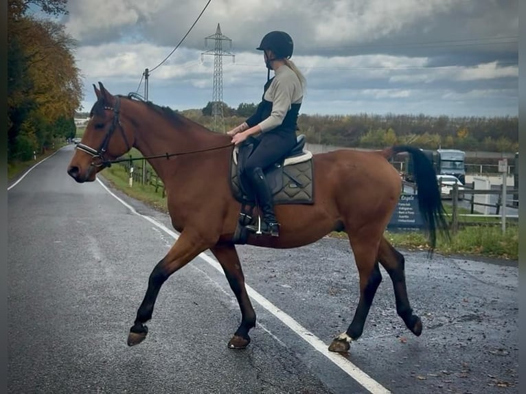 Weitere Warmblüter Wallach 12 Jahre 155 cm Brauner in Neustadt (Wied)