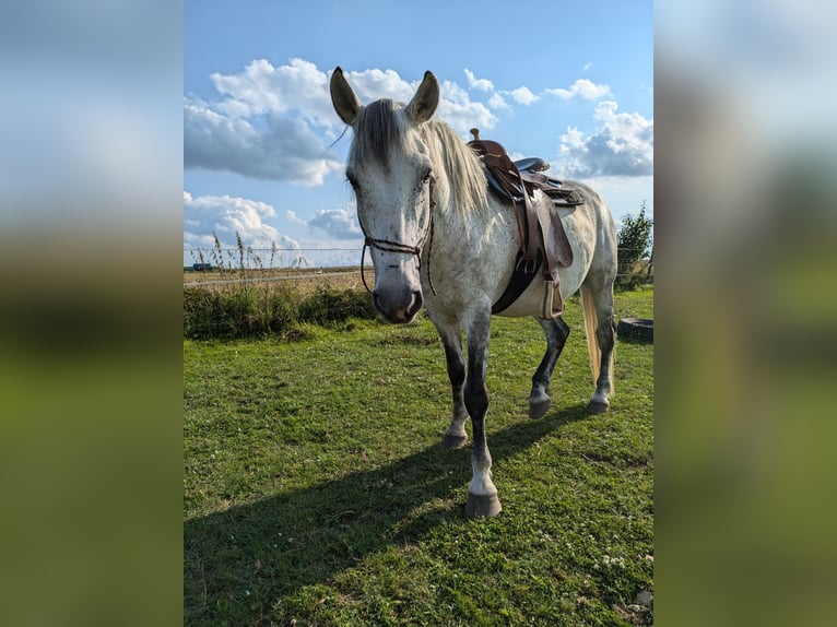 Weitere Warmblüter Wallach 12 Jahre 156 cm Rappschimmel in Bruchköbel