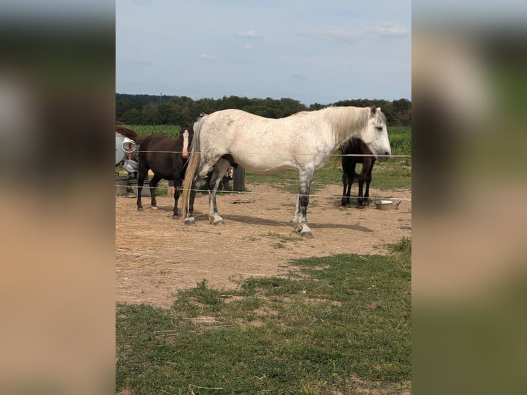 Weitere Warmblüter Wallach 12 Jahre 156 cm Rappschimmel in Bruchköbel