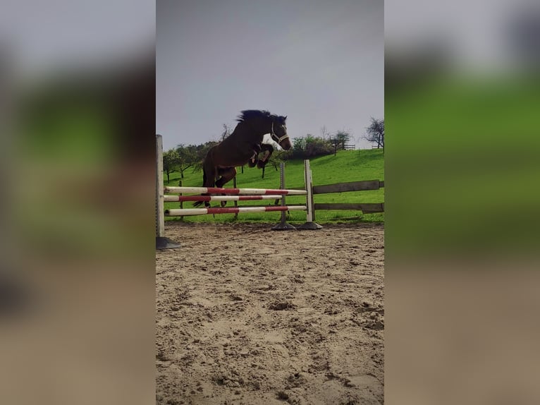 Weitere Warmblüter Wallach 12 Jahre 158 cm Brauner in Kupferzell