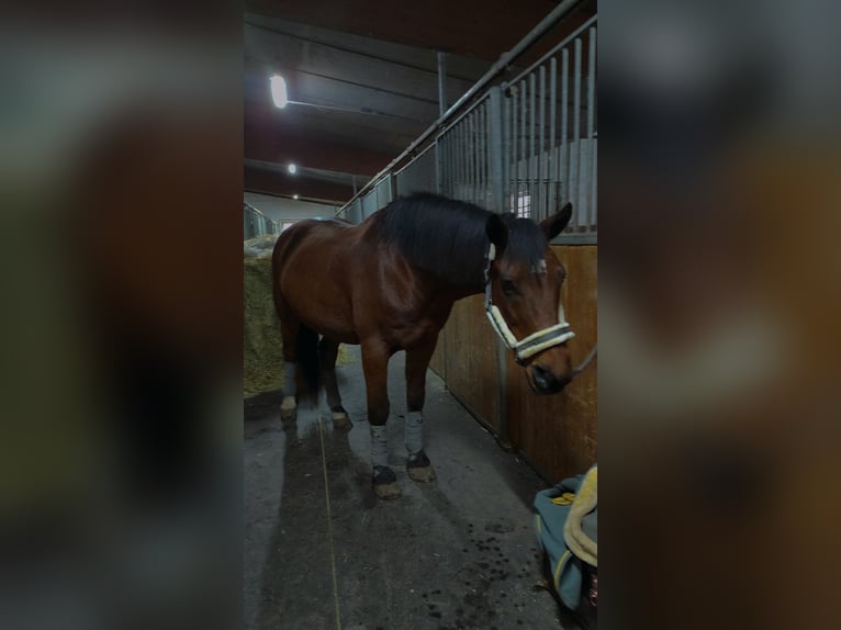 Weitere Warmblüter Wallach 12 Jahre 158 cm Brauner in Kupferzell