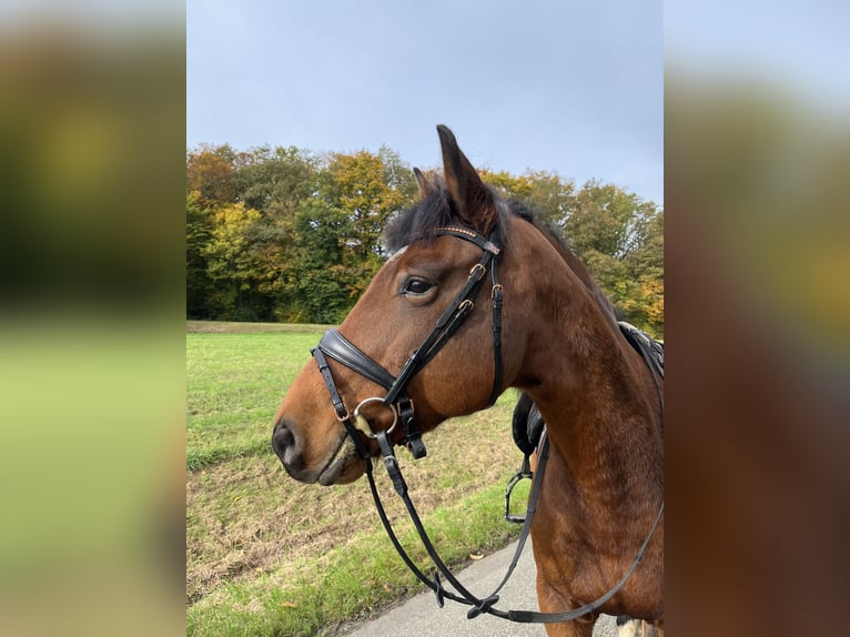 Weitere Warmblüter Wallach 12 Jahre 158 cm Brauner in Kupferzell