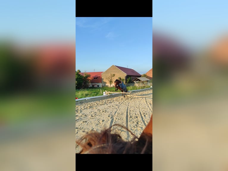 Weitere Warmblüter Wallach 12 Jahre 158 cm Brauner in Kupferzell