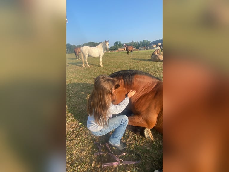 Weitere Warmblüter Wallach 12 Jahre 158 cm Brauner in Kupferzell