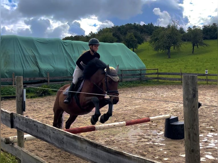 Weitere Warmblüter Wallach 12 Jahre 158 cm Brauner in Kupferzell