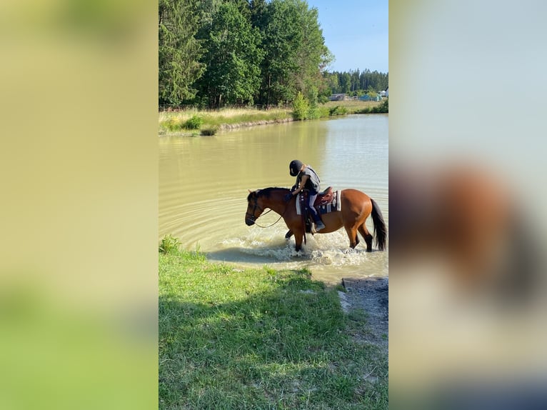 Weitere Warmblüter Wallach 12 Jahre 158 cm Brauner in Kupferzell