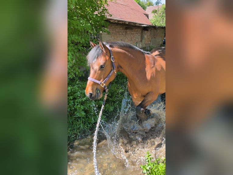 Weitere Warmblüter Wallach 12 Jahre 158 cm Brauner in Kupferzell