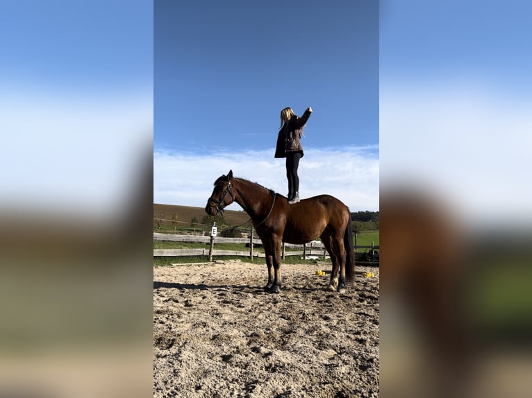 Weitere Warmblüter Wallach 12 Jahre 158 cm Brauner in Kupferzell