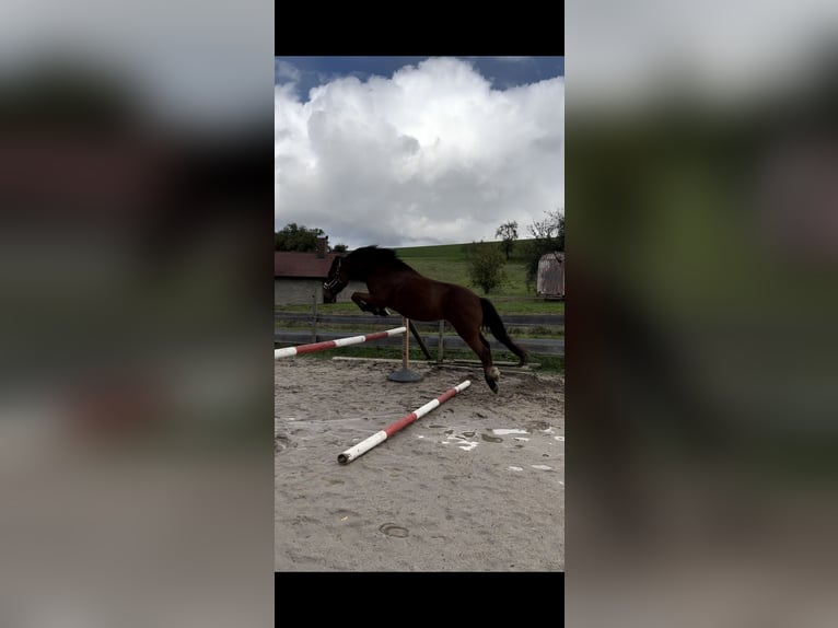 Weitere Warmblüter Wallach 12 Jahre 158 cm Brauner in Kupferzell