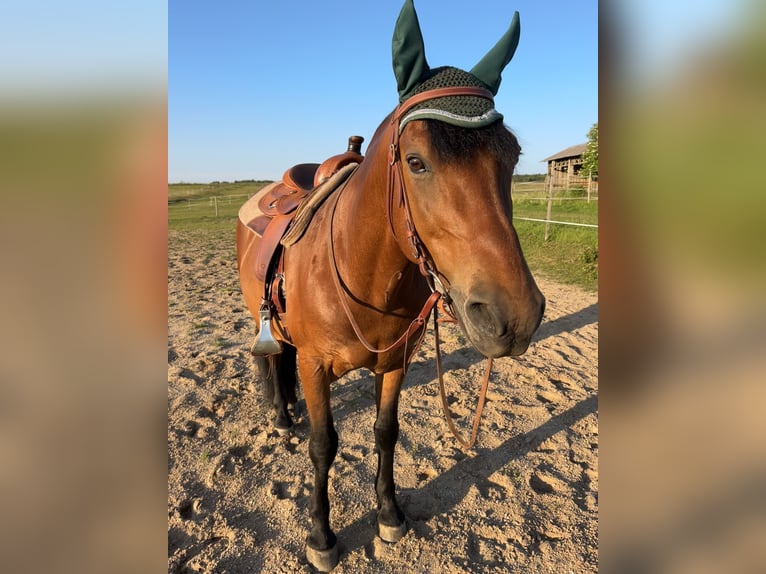 Weitere Warmblüter Mix Wallach 12 Jahre 158 cm Brauner in Theisseil