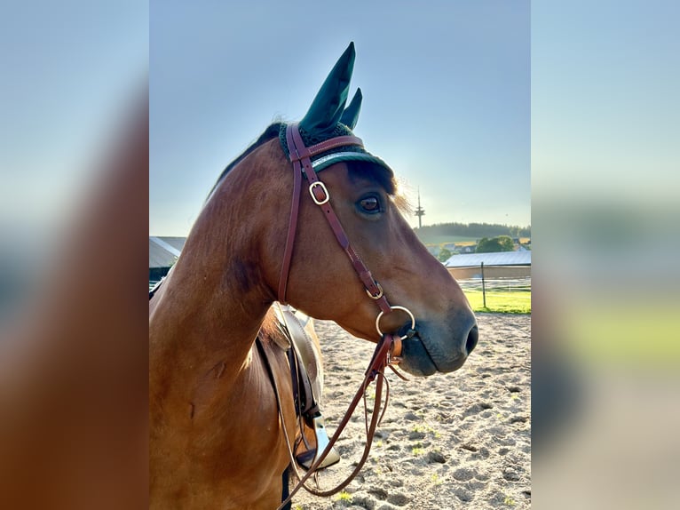 Weitere Warmblüter Mix Wallach 12 Jahre 158 cm Brauner in Theisseil